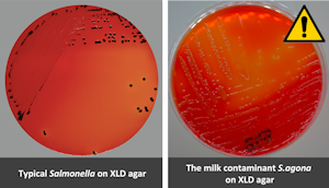 S.agona on XLD and CHROMagar