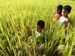 A group of children standing in a rice field. Sustainable Development Goals are the blueprint for a food and nutrition secure tomorrow
