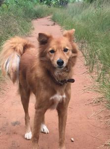 Sen. John Kennedy (R-La.) today introduced the Permanently Uniting Pets Stateside (PUPS) Act to ensure that American pet owners returning from abroad during a public health emergency are not unnecessarily separated from their pets Socrates