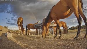 The National BLM Wild Horse and Burro Advisory Board recently published their recommendations that were formulated during the 2020 virtual meeting