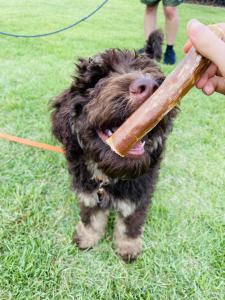 Maxie Squad- dog treats and chews