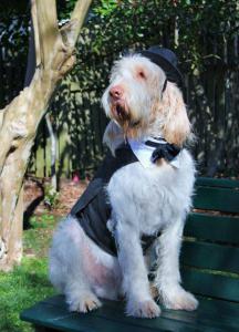 Ecco ready for the opera