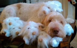 Ecco, a Spinoni Italiano, was best known as the “naughty dog with the big heart” after he reached social media fame from his not-so-stellar but laughable antics Ecco pictured with his stuffed prototypes