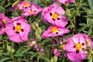 Mediterranean Cistus Incanus from Linden Botanicals
