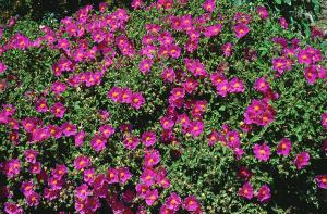 Mediterranean Cistus incanus Tea (Rock Rose) from Crete - Linden Botanicals