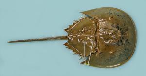 After studying the existing science as a North Carolina start-up, Kepley BioSystems focused on two objectives in 2018: First, to prove that horseshoe crabs could be sustainably husbanded in aquaculture, and second, that a meticulously harvested substrate from their blood could offer a breakthrough in clinical diagnostics An Atlantic horseshoe crab (Limulus polyphemus) specimen from the Kepley aquaculture facility in North Carolina.