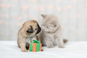 While we know how important it is to make the right choices when it comes to what we eat, how much we exercise and the importance of getting our daily recommended intake of vitamins and nutrients, if you have a furry family member, you are probably just as concerned with the overall health of your pet as well Market America | SHOP.COM Has Four Ways To Help Your Furry BFF Stay Healthy Through The Holidays & Beyond